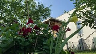 Highlight 1040 – 1540 von LIVE HD 1080p in garden 14.07.2024