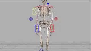 Form 24  Tai Chi Skeleton