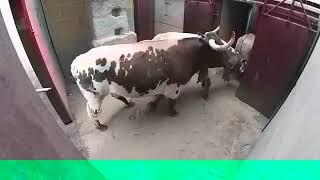 aggressive Bull rare footage attacked aggressively