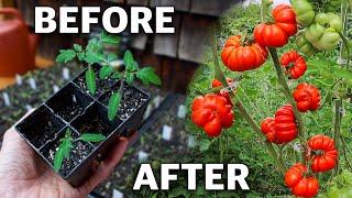 How to Grow Tomatoes Complete Growing Guide