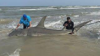 Anglers reel in massive 14-foot shark on Padre Island in Texas