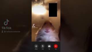 Hamster facetime