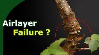 Avoid Failed Airlayers and Improve Bonsai Airlayer Success