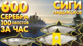 600 серебра за час  Троф Сиг-лудога + Волховский + Вуоксинский  оз. Ладожское  Русская Рыбалка 4