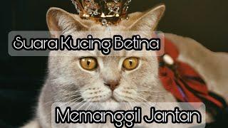 Suara kucing betina memanggil kucing jantan #K3 Family PetCat