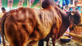 Lal Bahadur Is Back • 20 Lac takar Goru • Biggest Bull in Bangladesh • Qurbani Goru • Cow Lovers