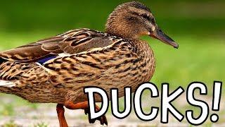 Ducks Duck Facts for Kids and Toddlers