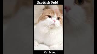 Scottish Fold cat breed