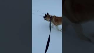 American Akita Apollo walking through the Michigan snow storm
