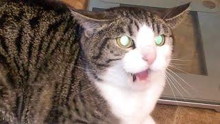 Angry and Aggressive Cats Hissing Compilation - Growling Hissing and Claw  PETASTIC 