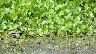 AMAZING BABY BRONZE JACANA SECURITY