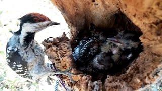 The mother bird feeds her young well in the nest  Review Bird Nest 