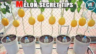 Growing Melons in Containers Achieving Multiple Fruits per Plant
