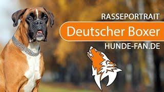 ► German Boxer 2020 History Appearance Temperament Training Exercise Care & Health
