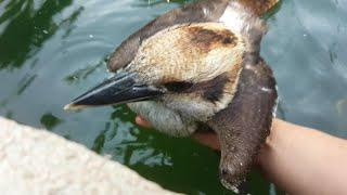 Saving a Young Kookaburra from Drowning