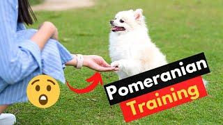 10 Pomeranian Training Tips  Are Pomeranians Easy to Train?