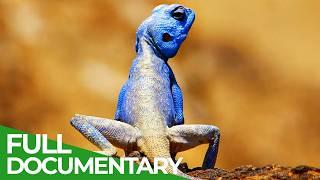 Wildest Middle East  Episode 3 Jordan - Natures Furnace  Free Documentary Nature