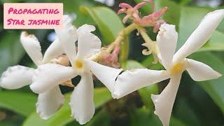 Propagating Star Jasmine Cuttings in WATER Confederate Jasmine - With RESULTS - Free Plants - UK