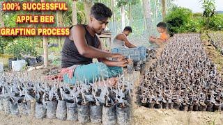 100% Successful Apple Ber Grafting Process Apple Ber Plant Nursery Apple Ber Ki Kheti