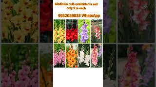 gladiolus bulb wholesale and retail available#viral#gladiolus flower#onlineselling#sell#shorts