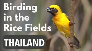 Birding Trip in Thailand birds at Phetchaburi Rice Fields  Birding in Thailand