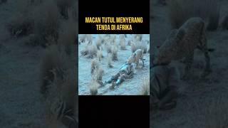 MACAN TUTUL BERKELIARAN DI MALAM HARI #alurceritafilm #film