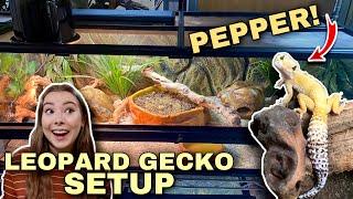 Setting Up A NEW Leopard Gecko Enclosure  Upgrade For Pepper