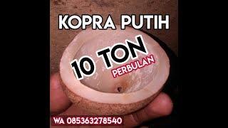 Cara membuat Kopra putih  KOPRA KELAPA