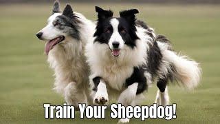 Mastering Sheepdog Training Techniques for Border Collies Australian Shepherds and More