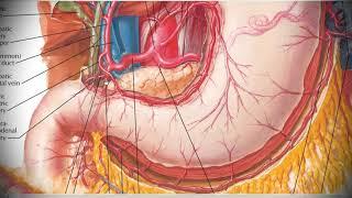 Анатомия с АВ. Грудная и брюшная аорта aorta thoracica et abdominalis.