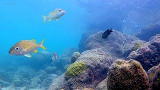 Real Underwater Aquarium Ambience in the Ocean of Curacao  Relaxing Wave Sounds & Beautiful Fish 