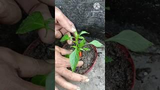 Unique skill growing chilli from chilliHow to grow chilli at home in hindi #Chilli plant care tips