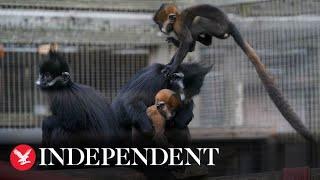 Pair of endangered leaf monkeys born at Twycross Zoo