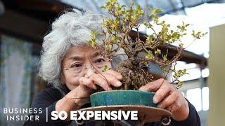 Why Bonsai Are So Expensive  So Expensive
