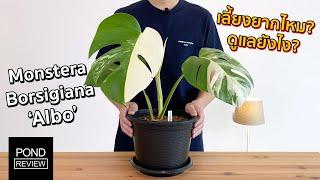 ต้นไม้อะไรราคาเป็นหมื่น รีวิว Monstera Borsigiana Albo พร้อมวิธีดูแล - Pond Review