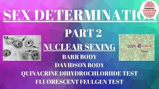 Nuclear sexing  Barr body  Davidson body  Sex determination  Forensic medicine