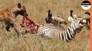 Mother Zebra Loses Her Calf And Herself Against Hyenas