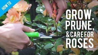 How To Grow Prune & Care For A Rose Bush