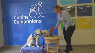 Medical school & training for resident canine therapy dogs  Working Fur Kids