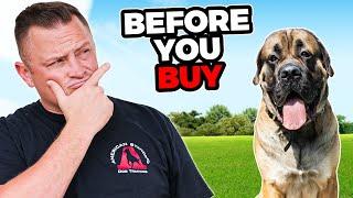 Is the ENGLISH MASTIFF Right for You?