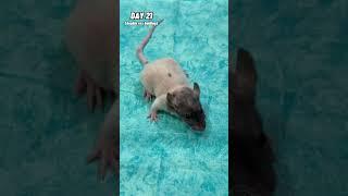 Evolution of Rat ️
