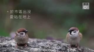 樹上來的聲音　「小鳥快譯通」辨別身分