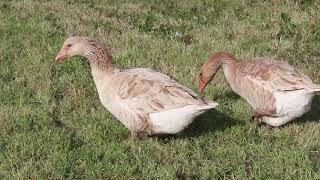 Buff Geese