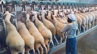 La Granja De Ovejas Más Moderna De China Cómo Criar Ovejas Para Obtener Leche Carne Y Lana