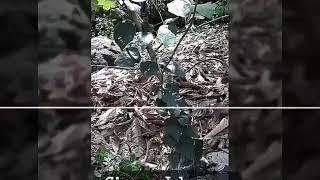 TUMBUHAN CINCAU HUTAN... BEGINI CARA PENGOLAHANNYA