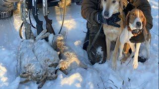 ОХОТА В СТАРЫЙ НОВЫЙ ГОД охота на зайцев с гончими.