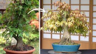 The 5 year journey of a Maple Bonsai