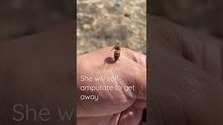 Ouch Honey bee gets stuck to my hand #shorts