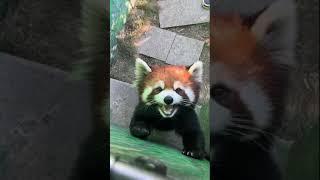 How does a red panda bark or make noise？？