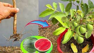 Grafting Guava with watermelon fruit at Home is so easy have so many fruits